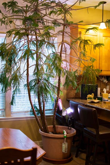 Piney was a small table favor from an employee appreciation dinner, but over the last 30 years he has grown to be over 10 feet tall. 
